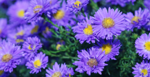 Beach Aster