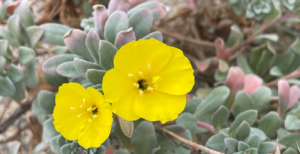 Beach Primrose