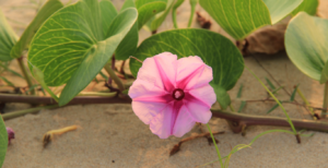 Beach Morning Glory