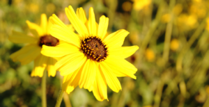 Coastal Sunflower