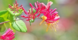 Coral Honeysuckle