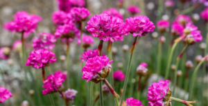 Sea Thrift