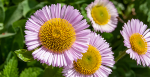 Seaside Daisy