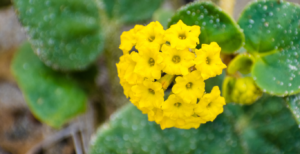 Yellow Sand Verbena