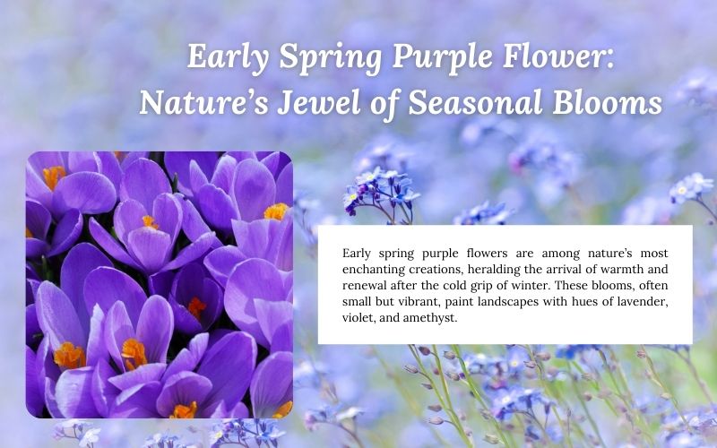 early-spring-purple-flower-seasonal-bloom.