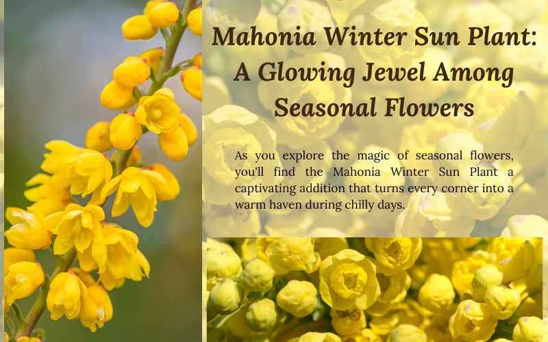 mahonia-winter-sun-plant-glowing-jewel-seasonal-flowers.