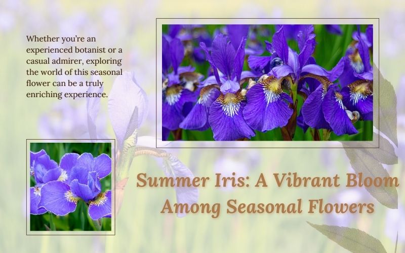 Summer Iris Flower Name in Bloom